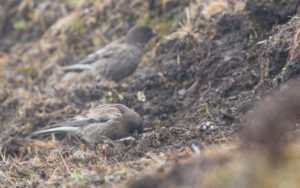 TomBedford.20160514.0585-1