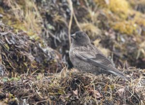 TomBedford.20160514.0595-1