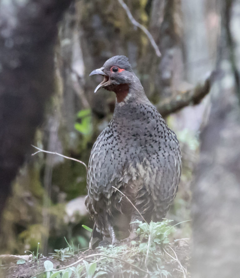 TomBedford.20160514.0649