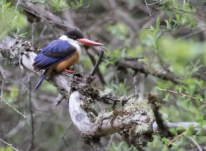 TomBedford.20160514.0686-1