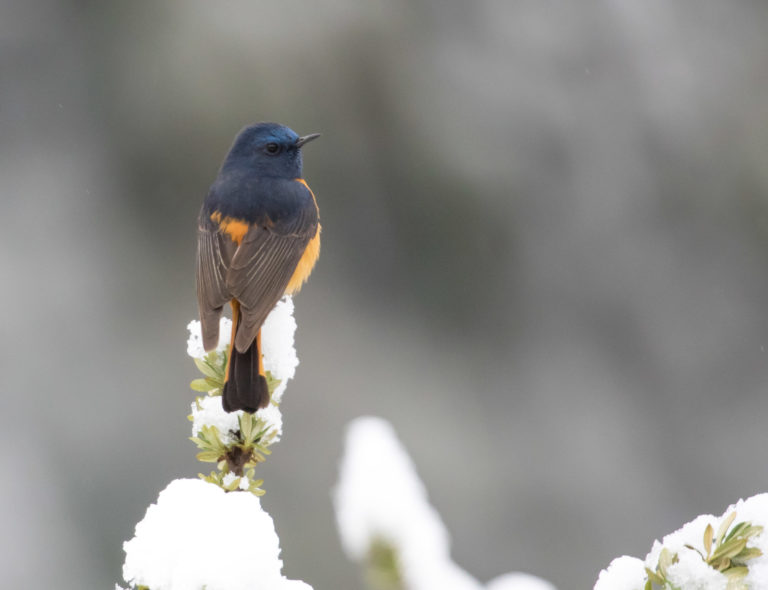 TomBedford.20160515.0743-1