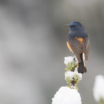 TomBedford.20160515.0751