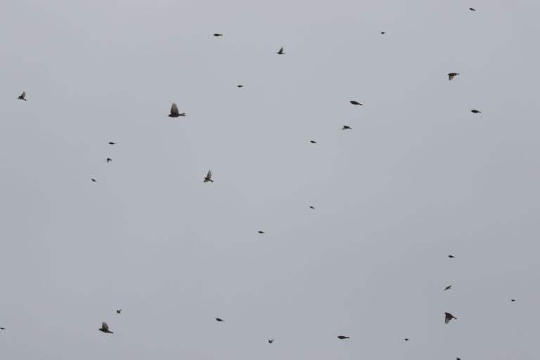 TomBedford.20160515.0753-1