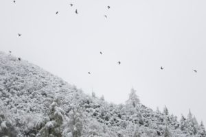 TomBedford.20160515.0757-1