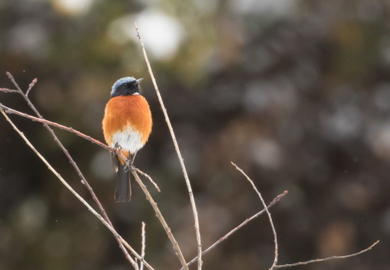 TomBedford.20160515.0855-1