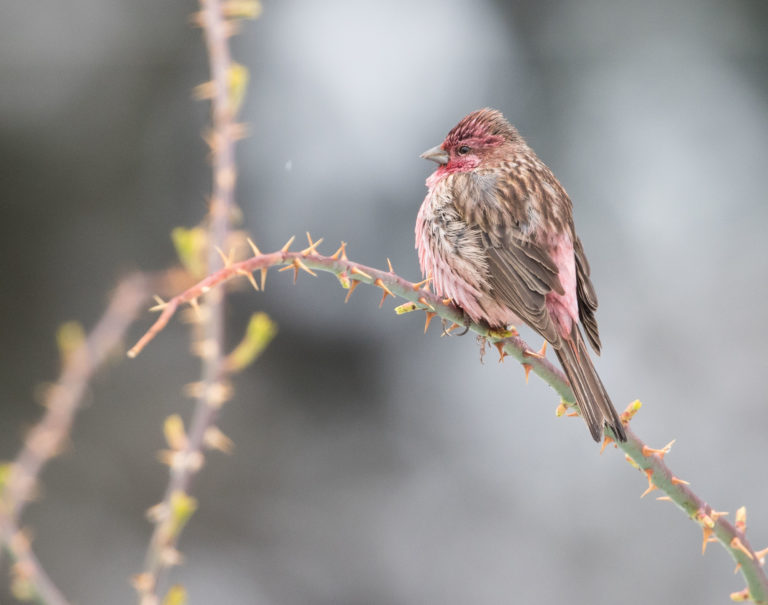 TomBedford.20160515.0882-1