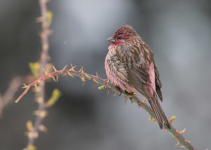 TomBedford.20160515.0882