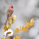 TomBedford.20160515.0886-1