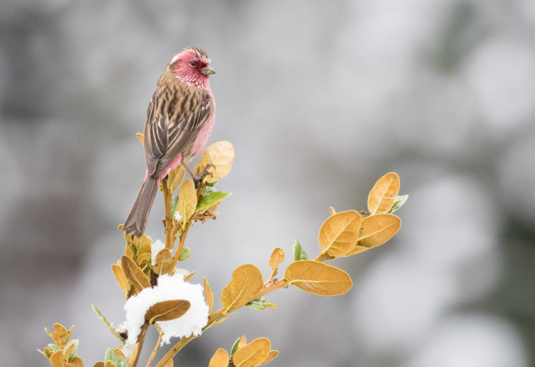 TomBedford.20160515.0886-1