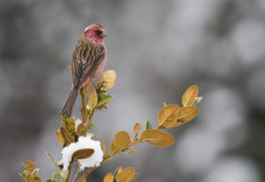 TomBedford.20160515.0886