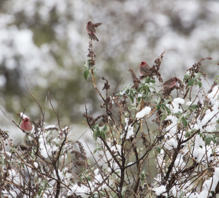 TomBedford.20160515.0890-1