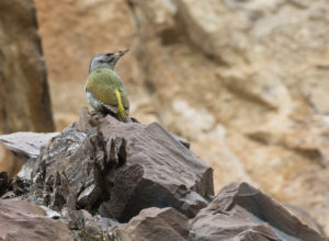 TomBedford.20160515.0894-1