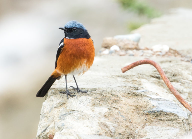 TomBedford.20160515.0949-1