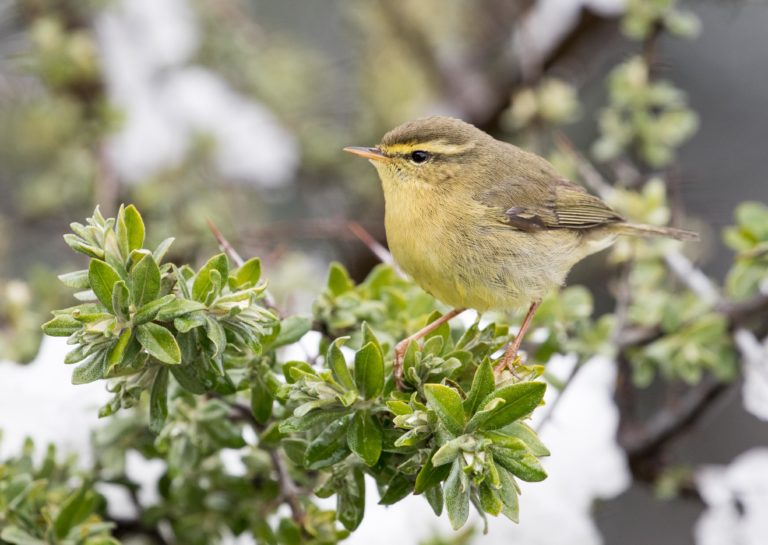 TomBedford.20160515.0977-1