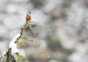 TomBedford.20160515.1001-1