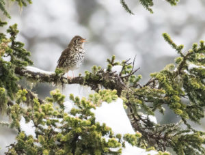 TomBedford.20160515.1107-1