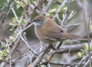 TomBedford.20160516.1115