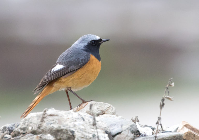 TomBedford.20160516.1150