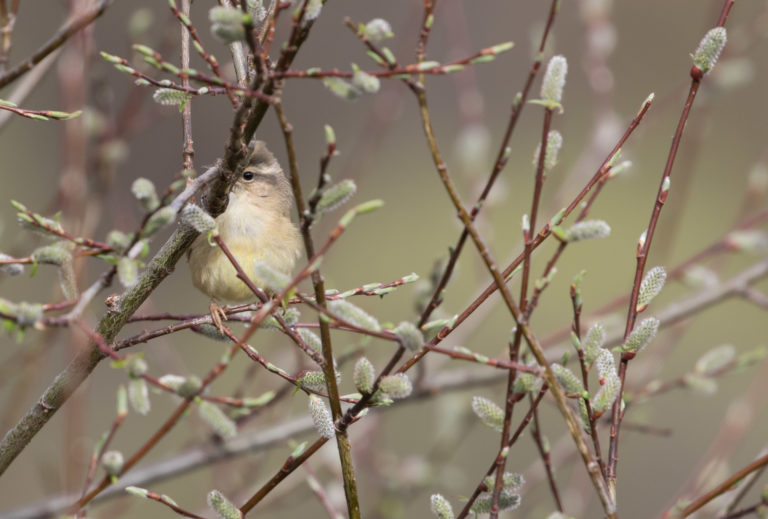 TomBedford.20160516.1166-1