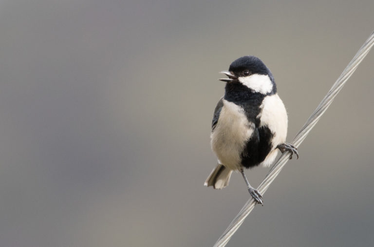 TomBedford.20160516.1182