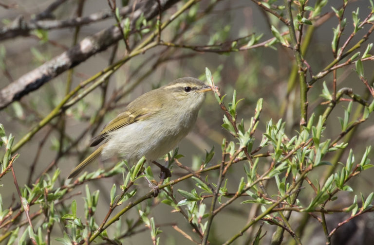 TomBedford.20160516.1200