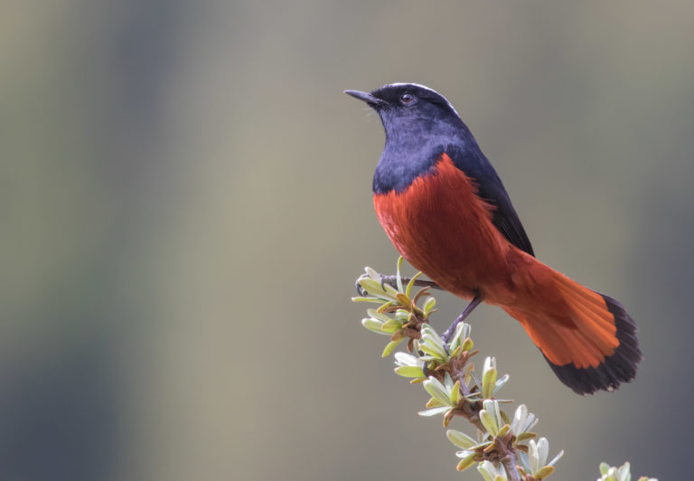 TomBedford.20160516.1244