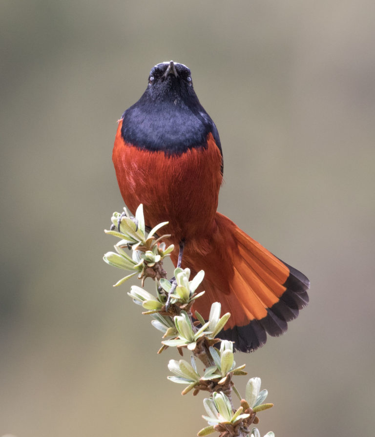 TomBedford.20160516.1248