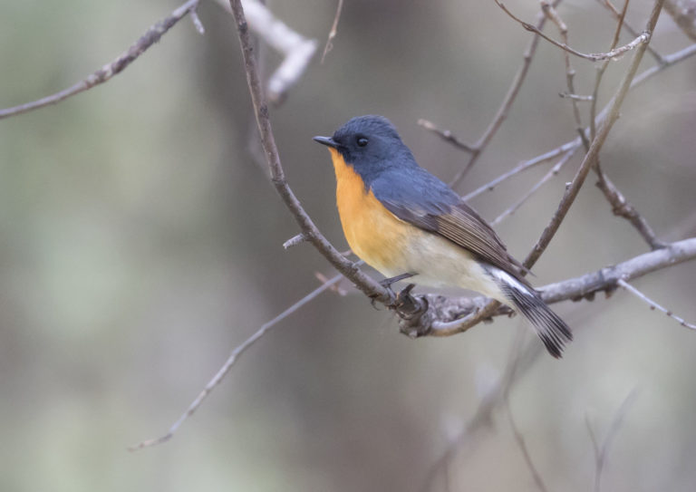 TomBedford.20160516.1272