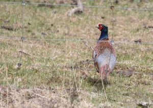 TomBedford.20160516.1293-1