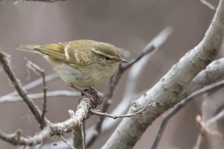 TomBedford.20160516.1342-1