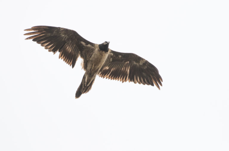 TomBedford.20160516.1369-1