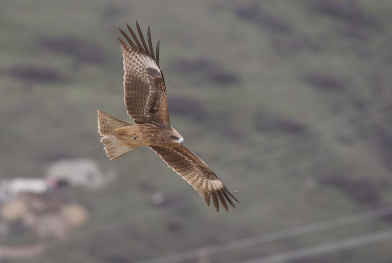 TomBedford.20160516.1397