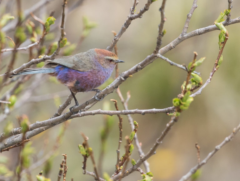 TomBedford.20160516.1411-1