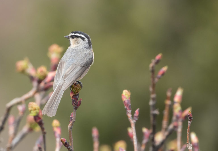 TomBedford.20160516.1469-1