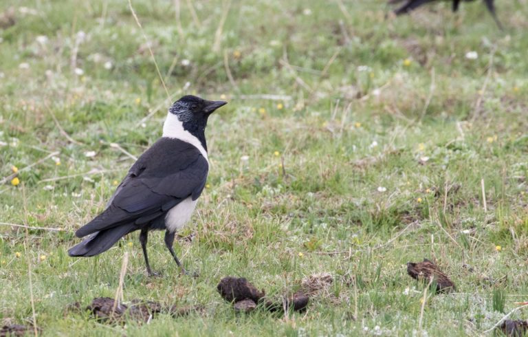 TomBedford.20160516.1511-1