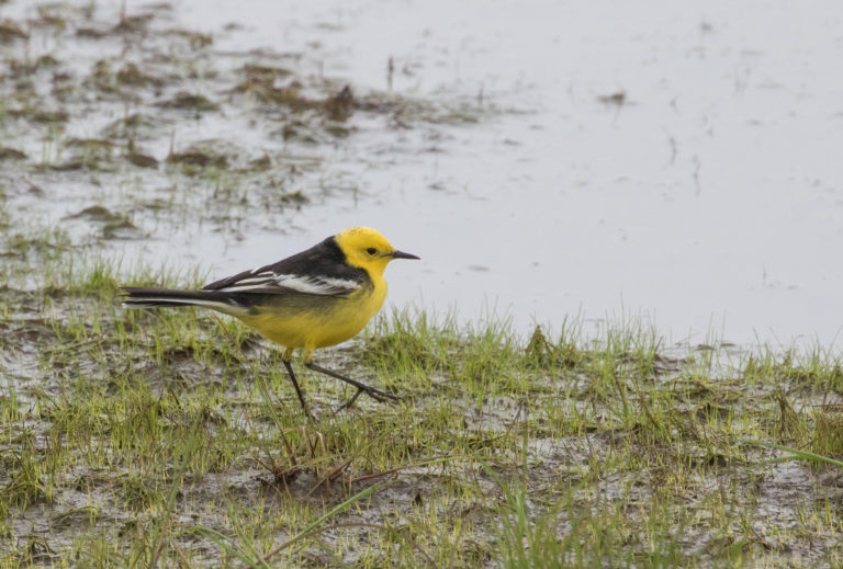 TomBedford.20160516.1559