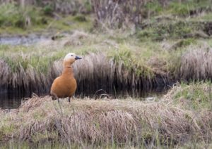 TomBedford.20160516.1598-1