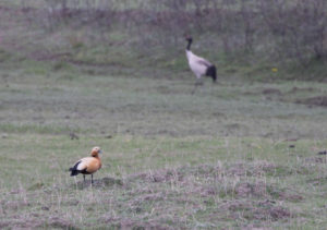 TomBedford.20160516.1610-1-2