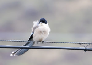 TomBedford.20160517.1650-1