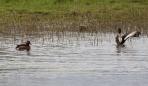 TomBedford.20160517.1659-1