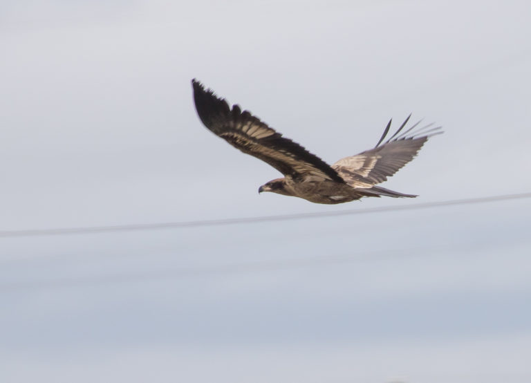 TomBedford.20160517.1661-1