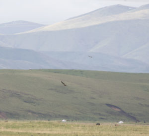 TomBedford.20160517.1667-1