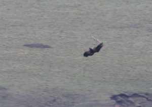 TomBedford.20160517.1681-1