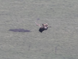 TomBedford.20160517.1682-1