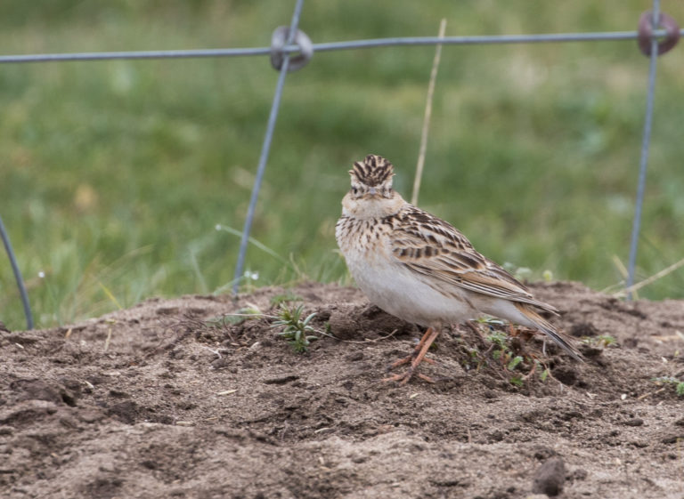 TomBedford.20160517.1696-1