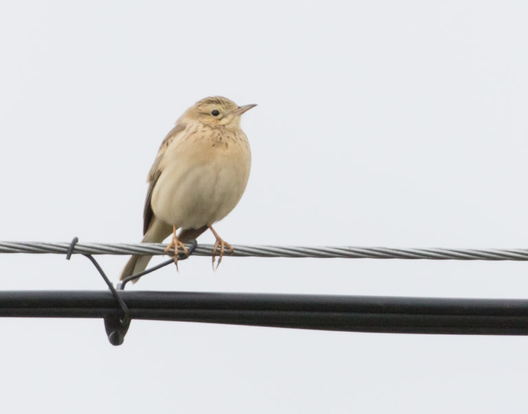 TomBedford.20160517.1727-1