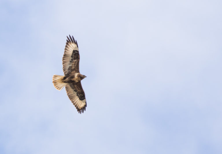 TomBedford.20160517.1793-1