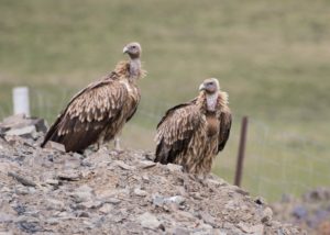 TomBedford.20160517.1802-1