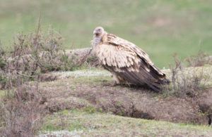 TomBedford.20160517.1804-1