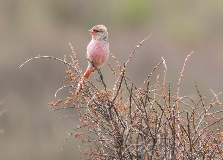 TomBedford.20160517.1848-1